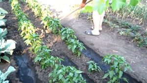 Продольный полив перцев между рядами растущих в открытом грунте