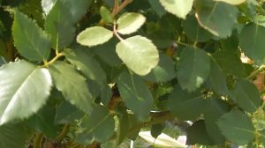 РОЗЫ КОРДЕСА НА УДИВЛЕНИЕ ЗДОРОВЫ.БОЛЕЮТ ЛИ РОЗЫ ОСТИНА И ТАНТАУ?СКУДО.