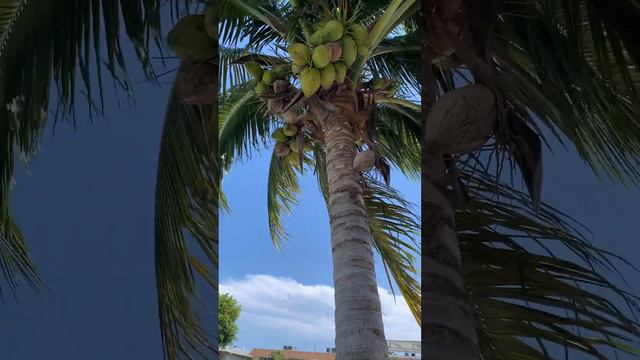 Coconut tree- palm trees #florida  #tropical #travel #vacation
