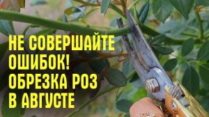 Не совершайте ОШИБОК! Как ОБРЕЗАТЬ РОЗЫ В АВГУСТЕ