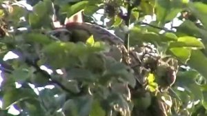 Сова ушастая.mp4