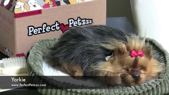 udivivseh.com | Дышащий щенок Йоркшир-терьер смотреть онлайн