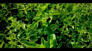 Stevia(Candy leaf) Documentary Safi ullah final year project spring 2021