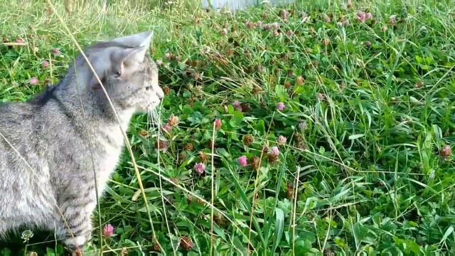 Домашний кот веселится на природе смотреть онлайн