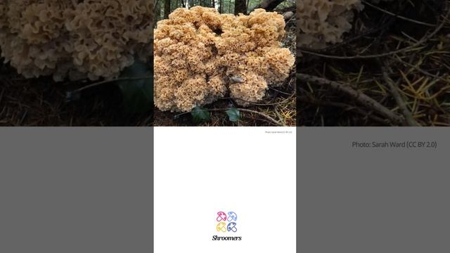 Wood cauliflower (Sparassis crispa) | Lookalikes | Practical Short Profile | Shroomers