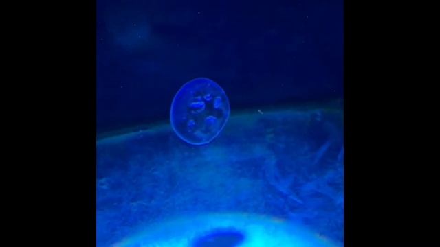 Океанариум - Морская сказка! Киев! Очень красиво! смотреть онлайн