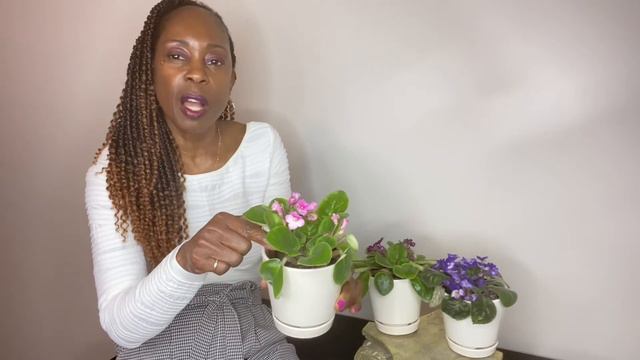 African Violet (Saintpaulia￼) | Simple Guide for success смотреть онлайн