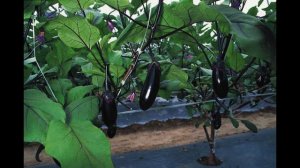 Посадка и уход за баклажанами в теплице