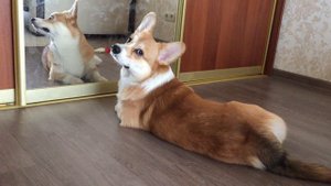 ВЕЛЬШ КОРГИ ПЕМБРОК -  собака и зеркало часть #2 - PEMBROKE WELSH CORGI