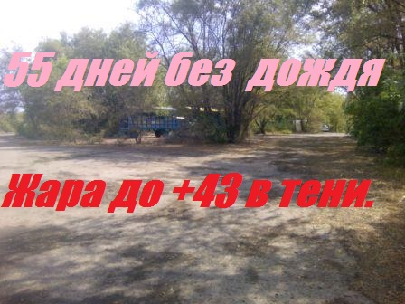 Пчелы на самовыживании.Не можешь изменить ситуацию,измени отношение к ней.