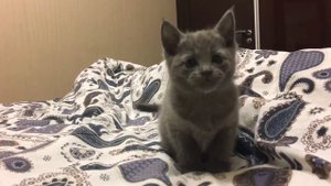 Русская голубая кошка. Русские голубые котята. Питомник Ruzara