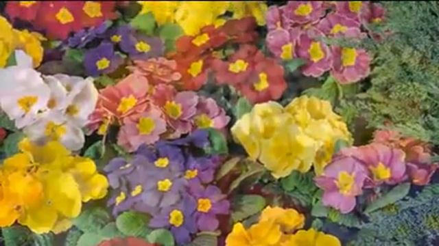 48PK Mixed Hardy Primrose Plants, Ready to Plant Now смотреть онлайн