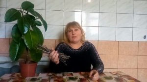 Ветки вишни лечат воспаление почек и заживляют раны.