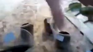 Посадка листиков фиалок в торфяные таблетки