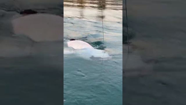 Рыбалка на сома. Снасти WFT проверены в деле!