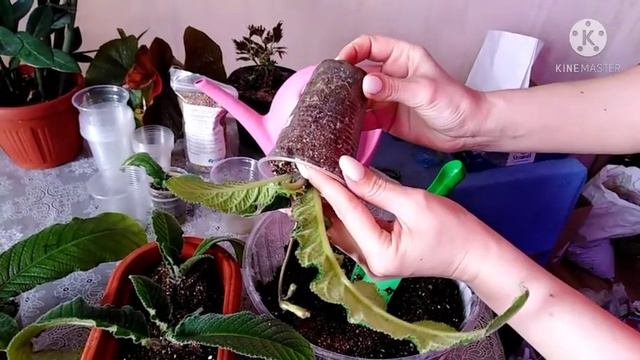 Стрептокарпусы. Пересаживаем растения. Весенние работы с цветами