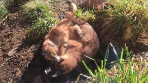 Caracal wrestling