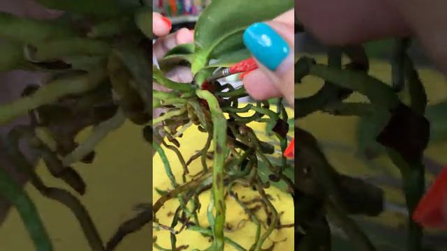 Пересадка и разделение замеченной клещем Орхидеи
