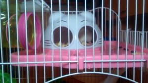 Сказка про джунгариков  мама Соня и её детка Солнышко