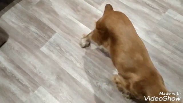 Я весёлый Прыго Кот 