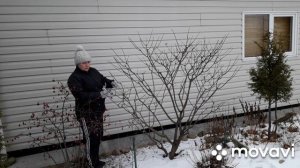 КАК я ОБРЕЗАЛА ГОРТЕНЗИЮ Ванилла Фрайз/ФОРМИРОВКА взрослого КУСТА