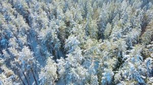 Лемболово, зимний лес с квадрокоптера