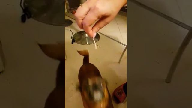 Собака не может съесть сыр . смотреть онлайн