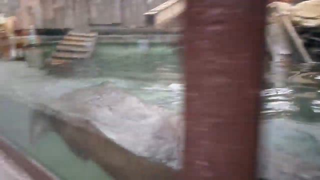 Пикаев Владимир - в зоопарке 2014 год смотреть онлайн