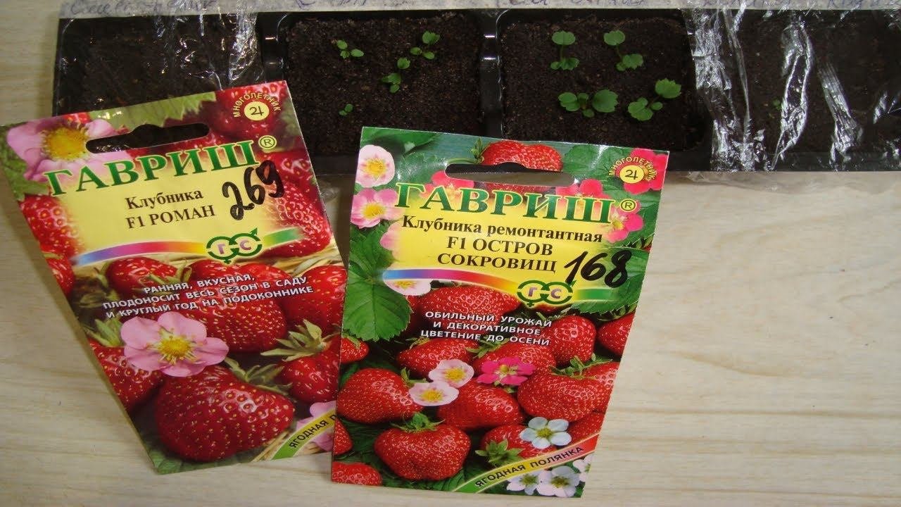 ВЫРАЩИВАНИЕ  КРУПНОПЛОДНОЙ РЕМОНТАНТНОЙ ЗЕМЛЯНИКИ  С  РОЗОВЫМИ И ПУРПУРНЫМИ ЦВЕТКАМИ  ЧАСТЬ 3