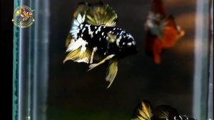 Black Gold Star _ Black Perl Blood Line _ Betta Boutique