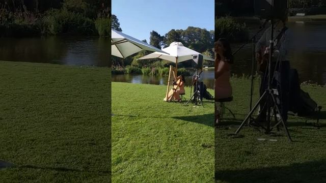 Taxodium Lawn Video