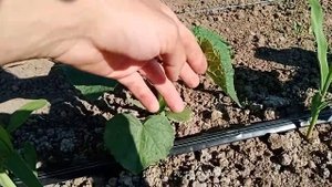 Огурец "Шоша F1", "Артист", "Муссон"