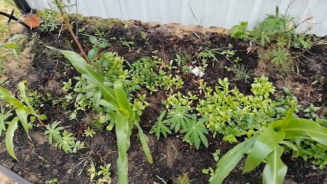 Фасоль и ягодные культуры смотреть онлайн