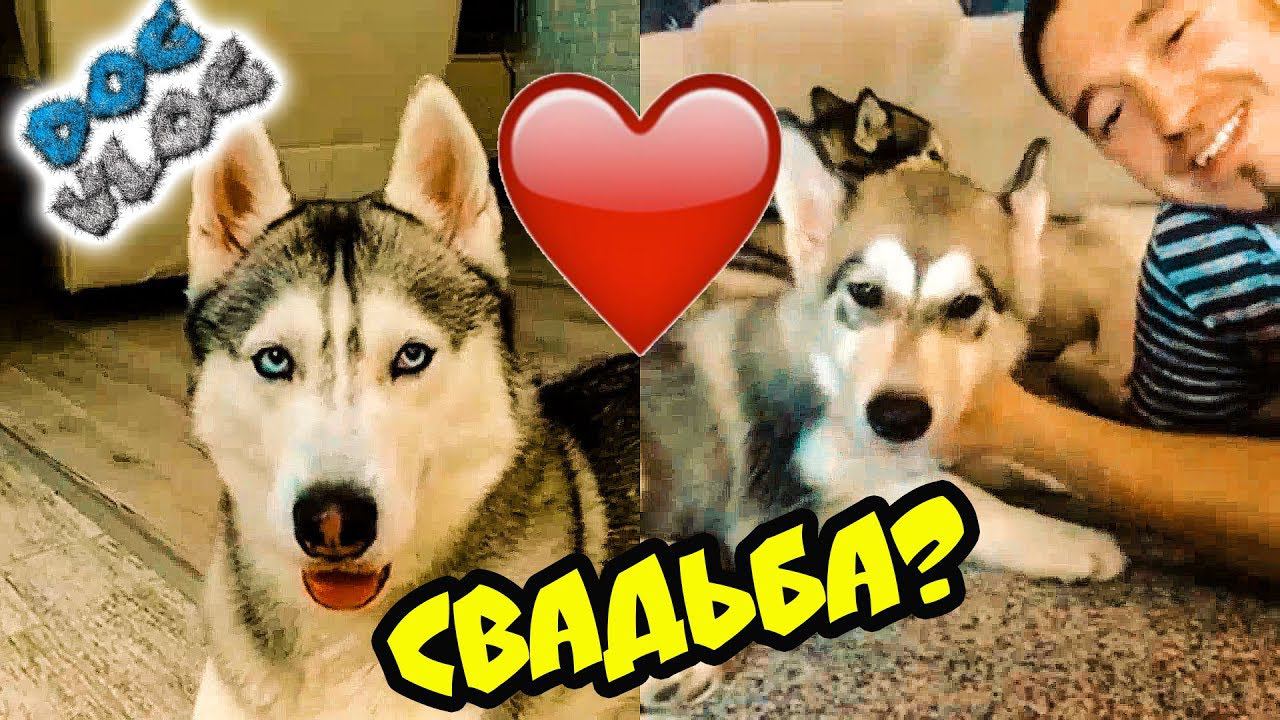 DOGVLOG: ЖЕНЮСЬ НА ЛЕКСИ С КАНАЛА ХАСКИ И МАЛАМУТА РОККИ И МАЙКА! Говорящая собака