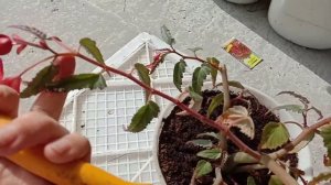 Обрезка бегонии боливийской "Копакабана"осенью.