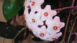 ХОЙЯ ВОСКОВОЙ ПЛЮЩ* ВАЖНЫЕ УСЛОВИЯ ДЛЯ ЦВЕТЕНИЯ.