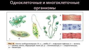 Биология 9 класс. Многообразие клеток