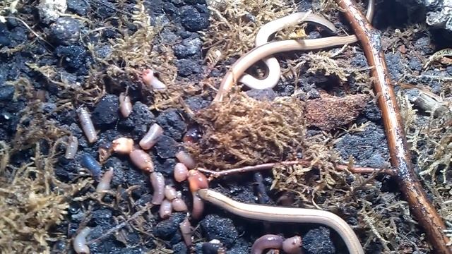 Slow worms (Anguis fragilis) feeding смотреть онлайн