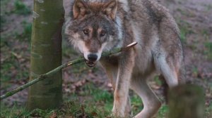 Если бы люди, были волками