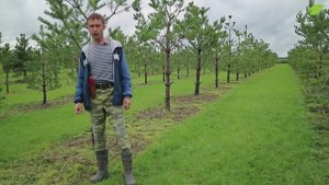 Обрезка хвойных: советы эксперта