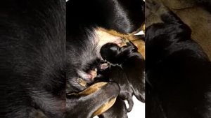 Щенки таксы первый день после рождения