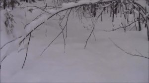 С РУССКОЙ ГОНЧЕЙ ПОТЕШАЕМ ПО ГЛУБОКОМУ СНЕГУ.