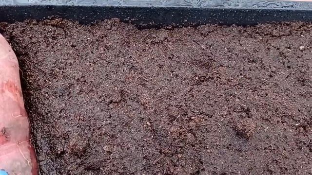 ОБАЛДЕННОЕ И САМОЕ НЕПРИХОТЛИВОЕ АМПЕЛЬНОЕ РАСТЕНИЕ!