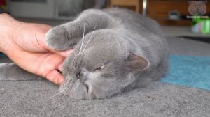 Brushing The Softest Cat ASMR