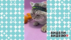 Спортивные котики. Видели видео? Фрагмент выпуска от 28.02.2021