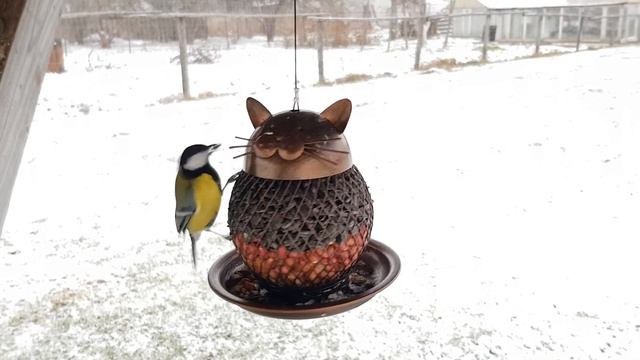 Кормушка для синичек. Ноябрь 2020 смотреть онлайн