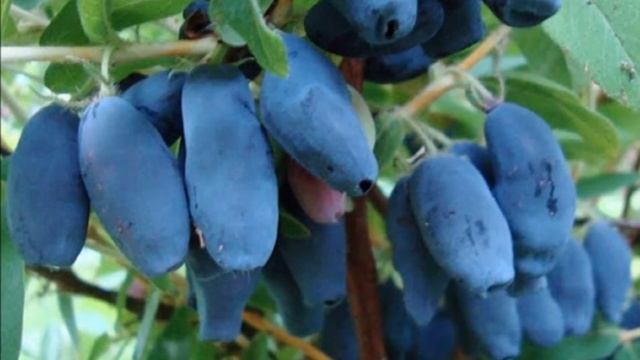 Выращивание жимолости как бизнес идея смотреть онлайн