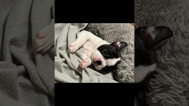Бостон терьер щенки - помет Я - ждём мам #bostonterrier #бостонтерьер #bostonterrierlove #puppy