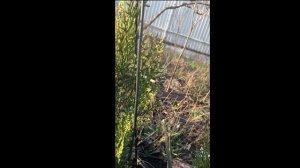 Туя смарагд, обрезка и формировка кроны, конус