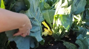 ЦВЕТНАЯ КАПУСТА//НЕ ЗАВЯЗЫВАЮТСЯ КОЧАНЫ,ЧТО ДЕЛАТЬ?СЕКРЕТ ОТЛИЧНОГО УРОЖАЯ